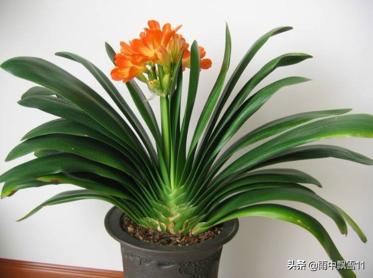 君子兰不开花用什么方法能开花,养护君子兰牢记15个字不愁不开花