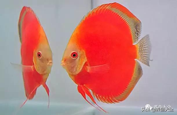 鱼发生水霉病用什么药,鱼严重水霉怎么治疗