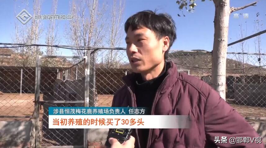 涉县任志方：90后小伙致富有“鹿”