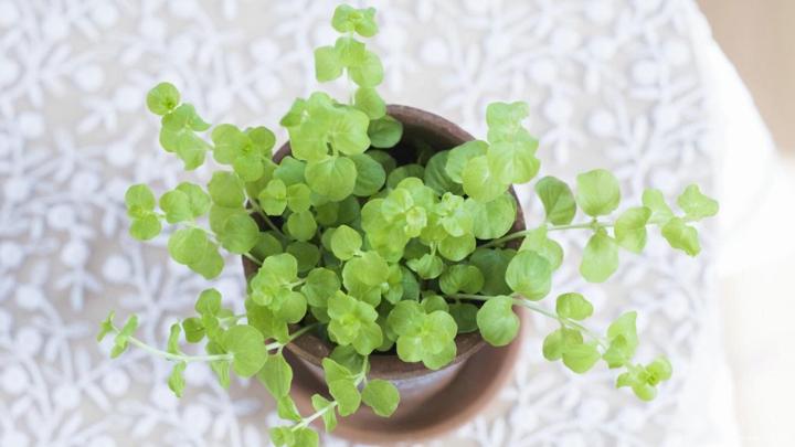 语言学习跟读,学习韩语和日语的好处