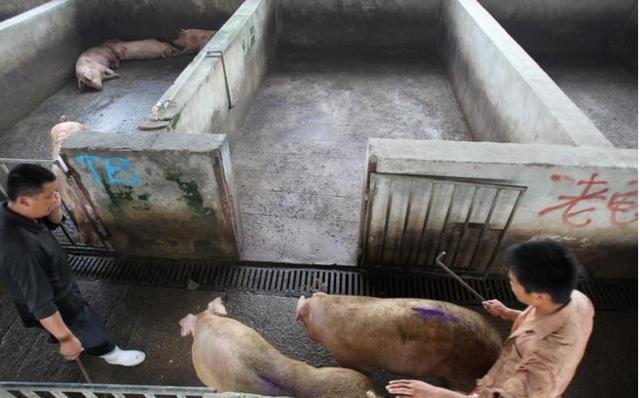 养猪场猪肉不够吃怎么办,农村猪肉卖不完如何处理