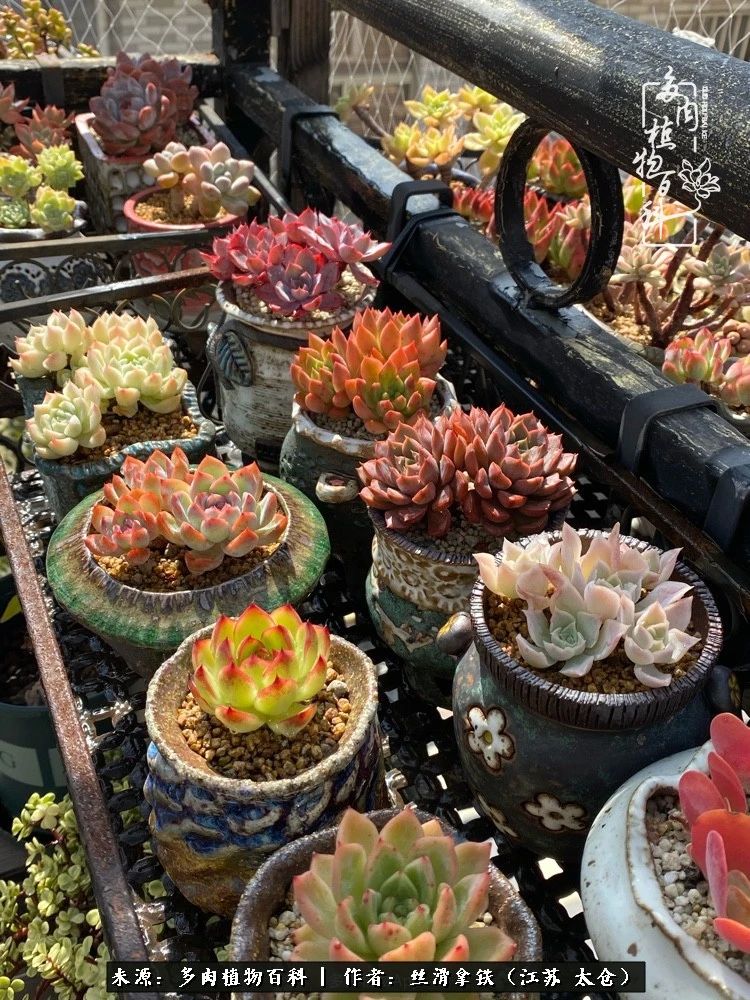 初秋的多肉,初春的多肉开始展现美颜了