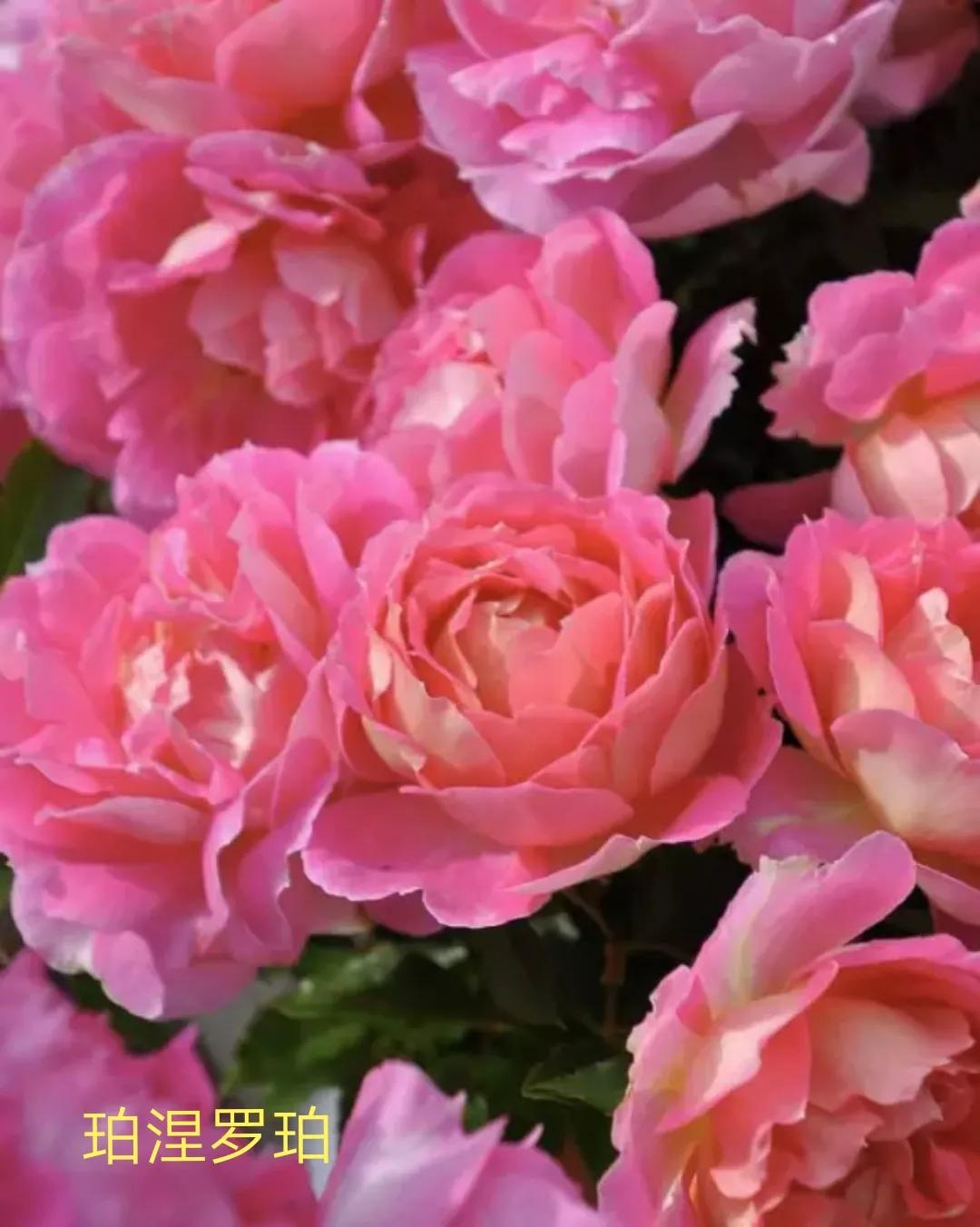 木村卓功推荐的月季,木村卓功月季