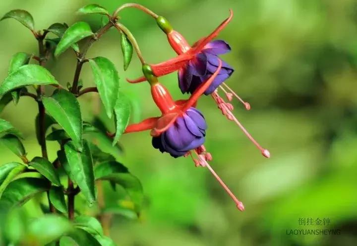 惊艳倒挂金钟,惊艳倒挂金钟图片