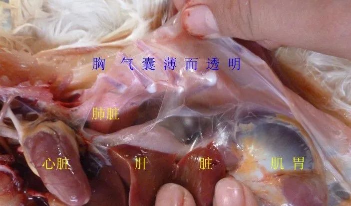 家禽常见疾病及检测方法书籍,家禽养殖疾病诊断