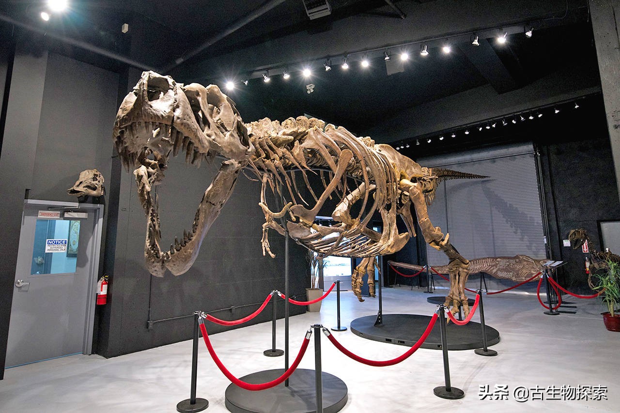 霸王龙最新研究报告,2024年霸王龙最新消息