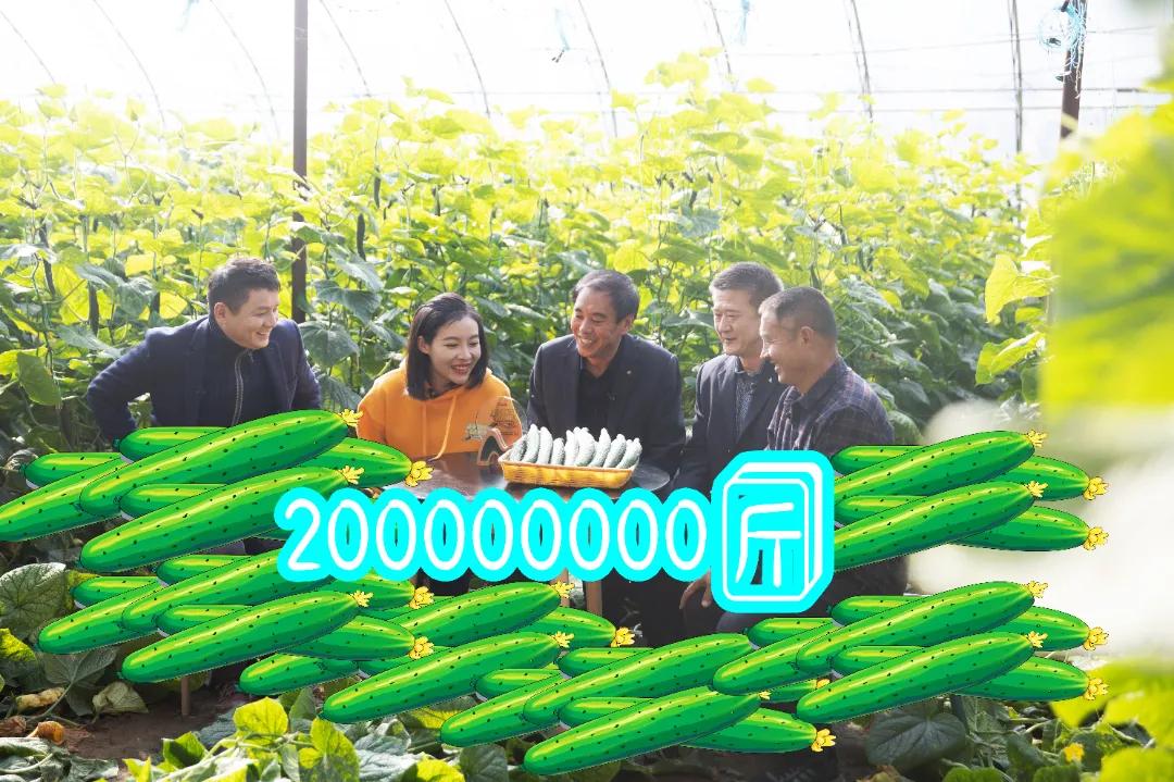 无极有“皮气”，百姓很“蔬服”，让人很“来电”