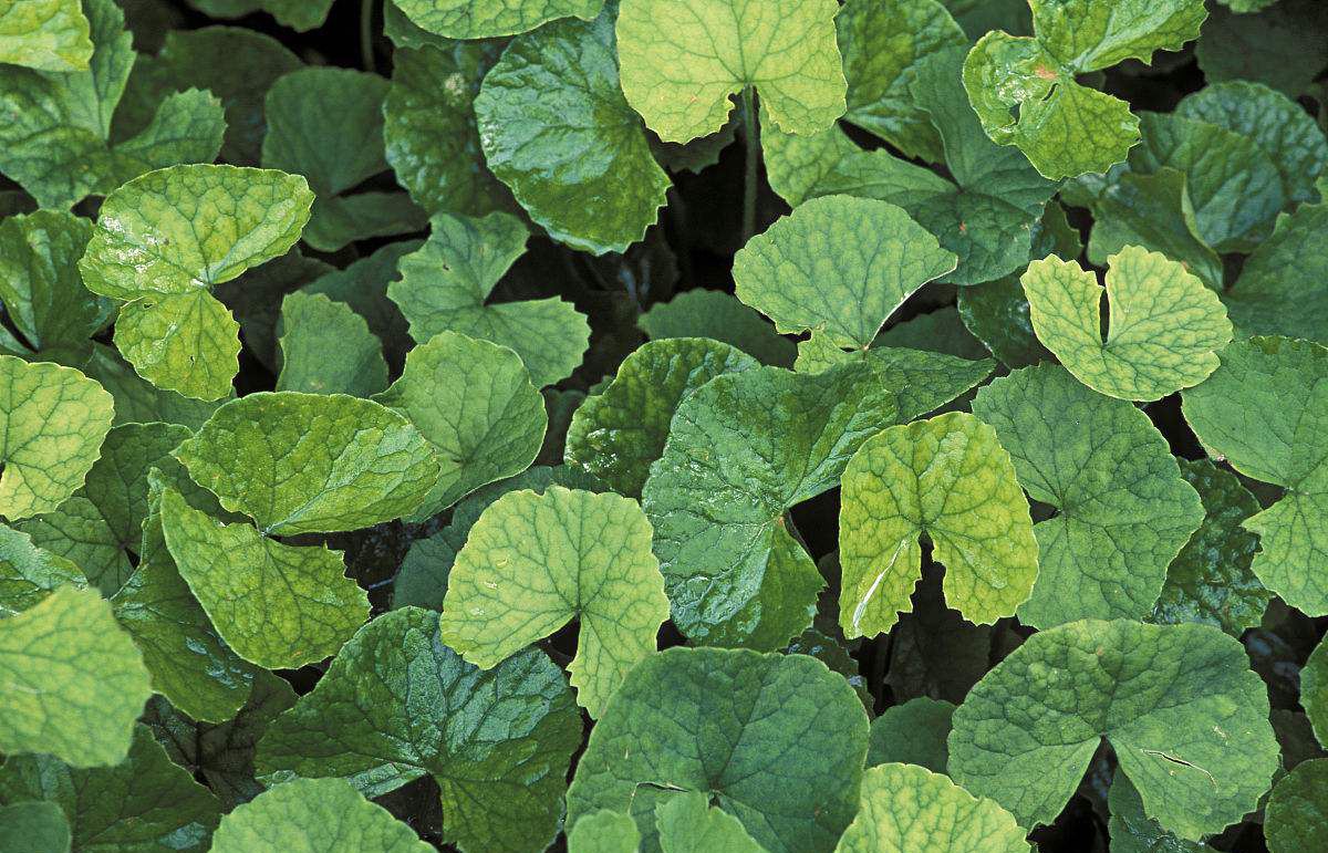 脸颊敏感红干怎么护肤,脸上敏感有红血丝怎么修复