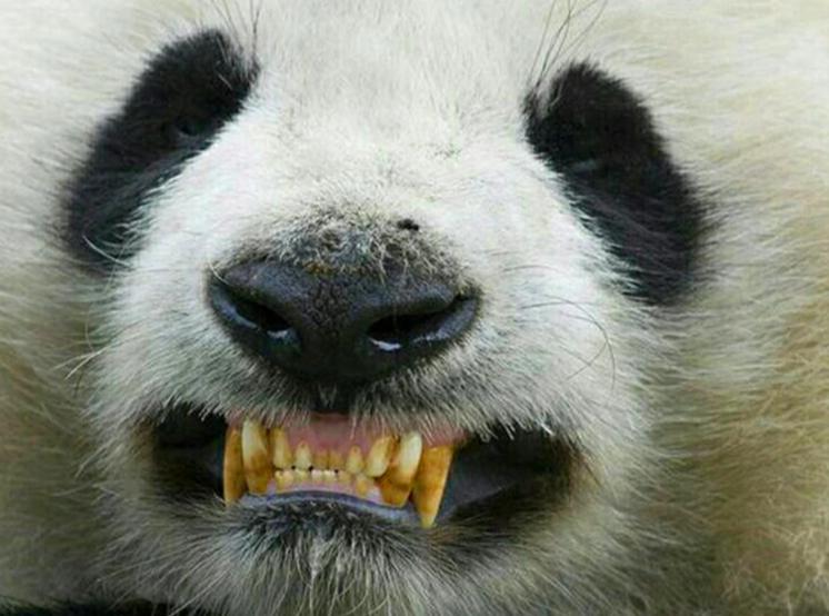 为什么熊猫没有被狮子吃掉的记载,熊猫是肉食动物为什么吃竹子