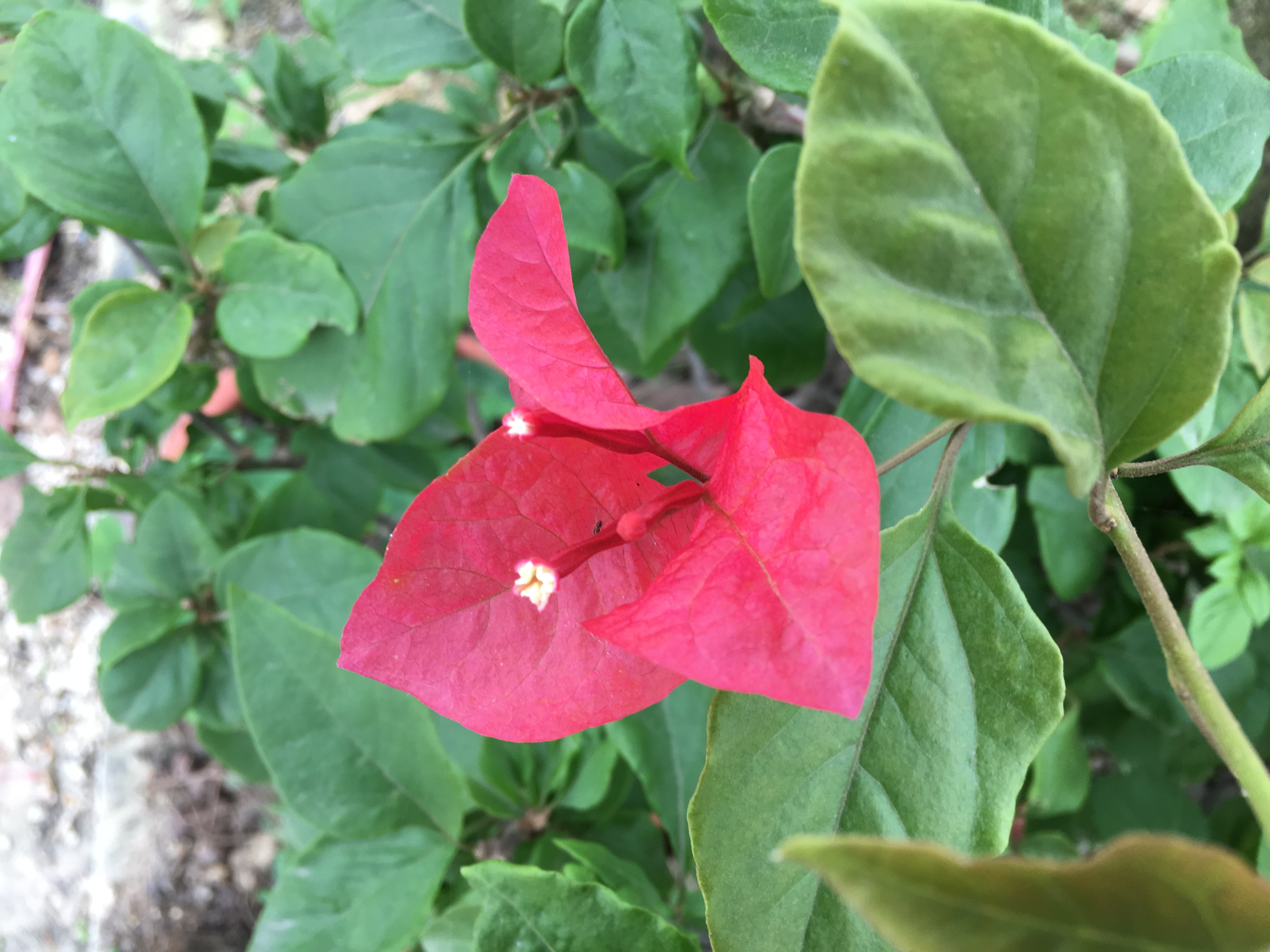 三角梅刚栽就烂根怎么回事,三角梅烂根用什么方法能补救