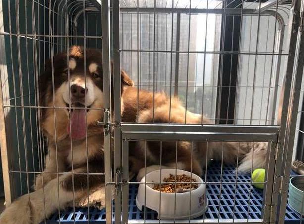 阿拉斯加挑食的解决办法