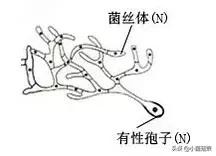 野生蘑菇是怎么长出来的,野生蘑菇是怎么样长出来的
