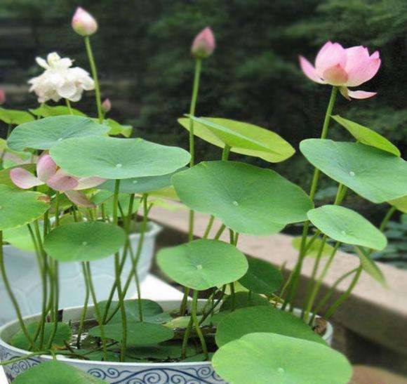 水培碗莲从发芽到开花需要多久,碗莲种子只长叶不开花怎么回事