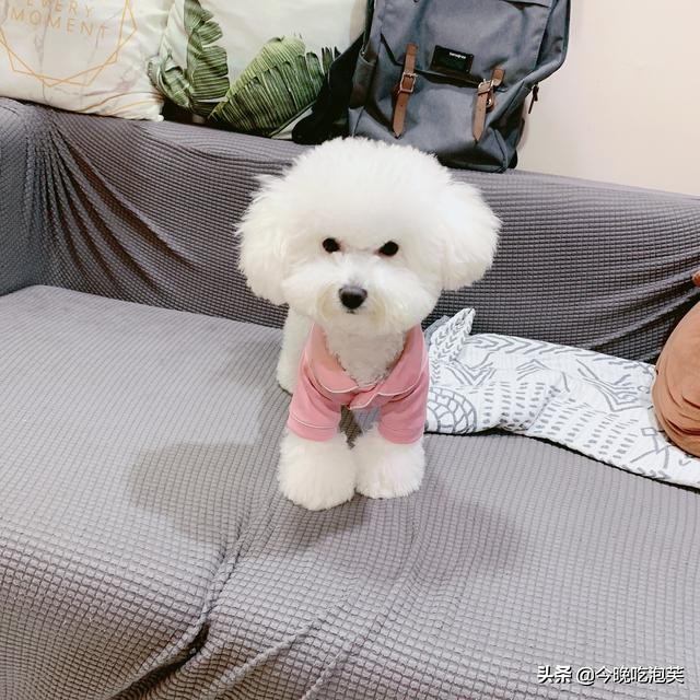 比熊犬爱叫该怎么办,比熊狗爱睡觉怎么回事