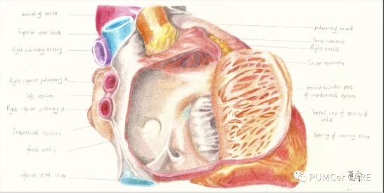 灵魂画手！协和医学生手绘器官解剖图，极具艺术美感，走红网络！