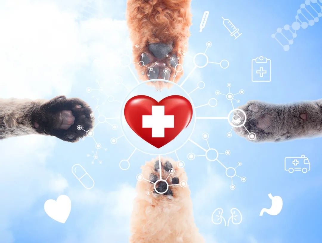 狗：我一次恋爱都没谈，居然得了这种病