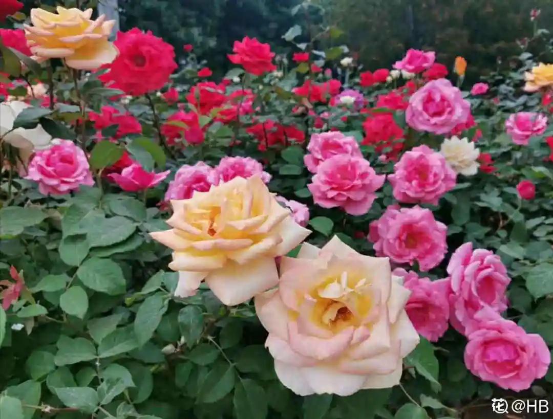 教你如何避开假货买到真品,一张图告诉你怎样分辨假货