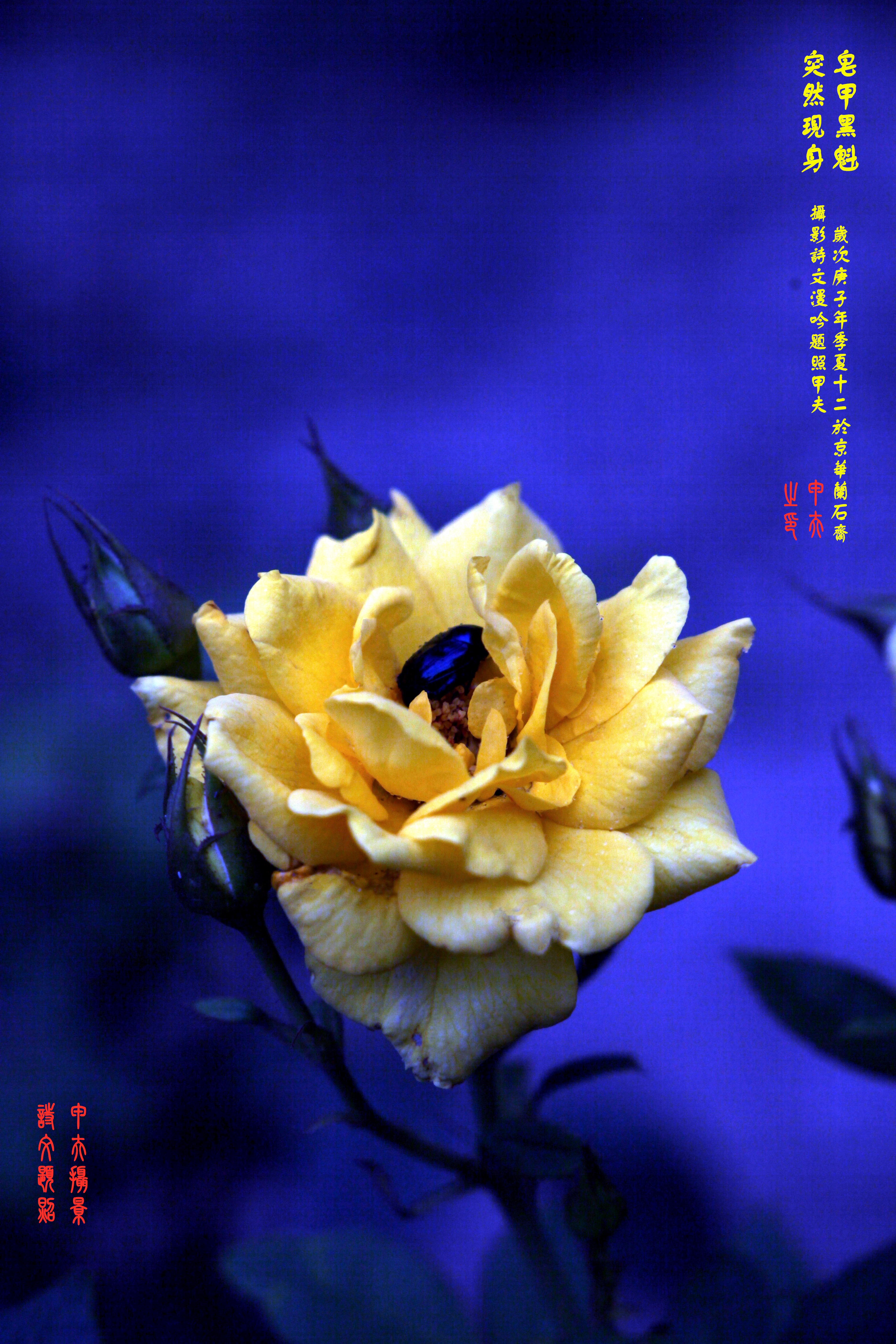 鐢插か鎽勫奖浣滃搧,鐢插か鎽勫奖浣滃搧鍥剧墖