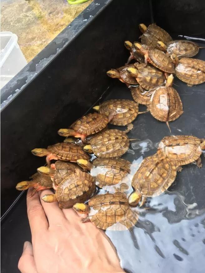 龟外伤能自动修复吗,龟龟经常应激会怎么样