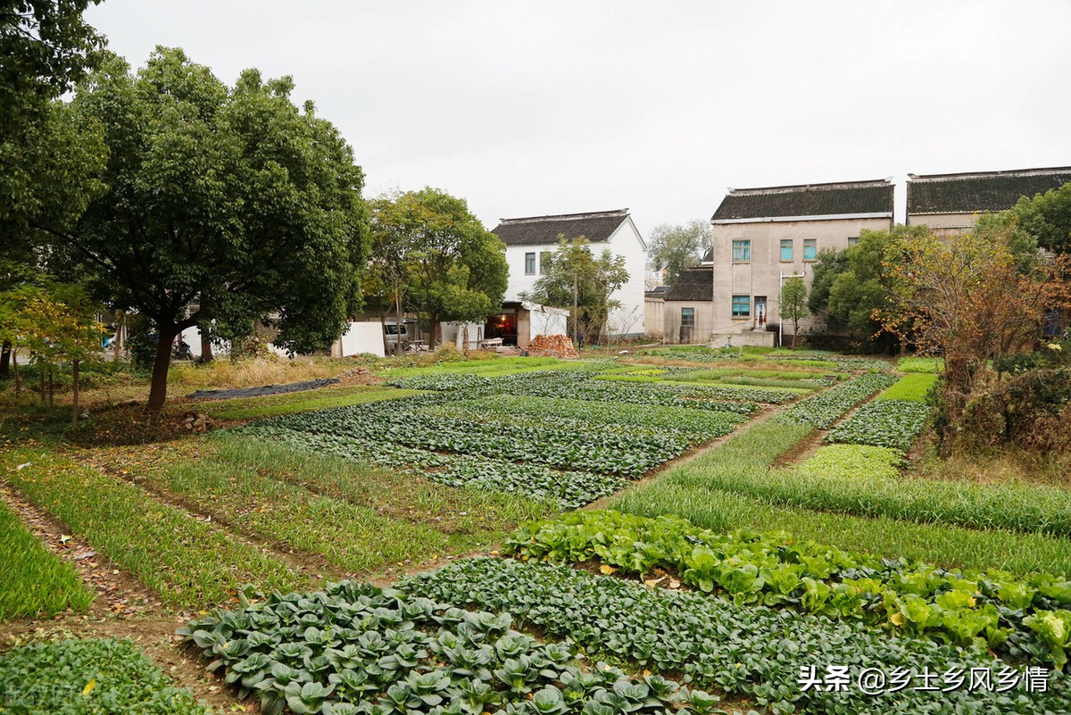 种植蔬菜长虫子怎么除掉,种蔬菜有虫怎么办
