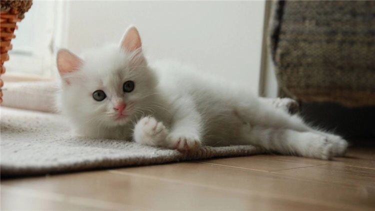 怎么规定猫一日三餐的时间,猫咪的三餐如何分配