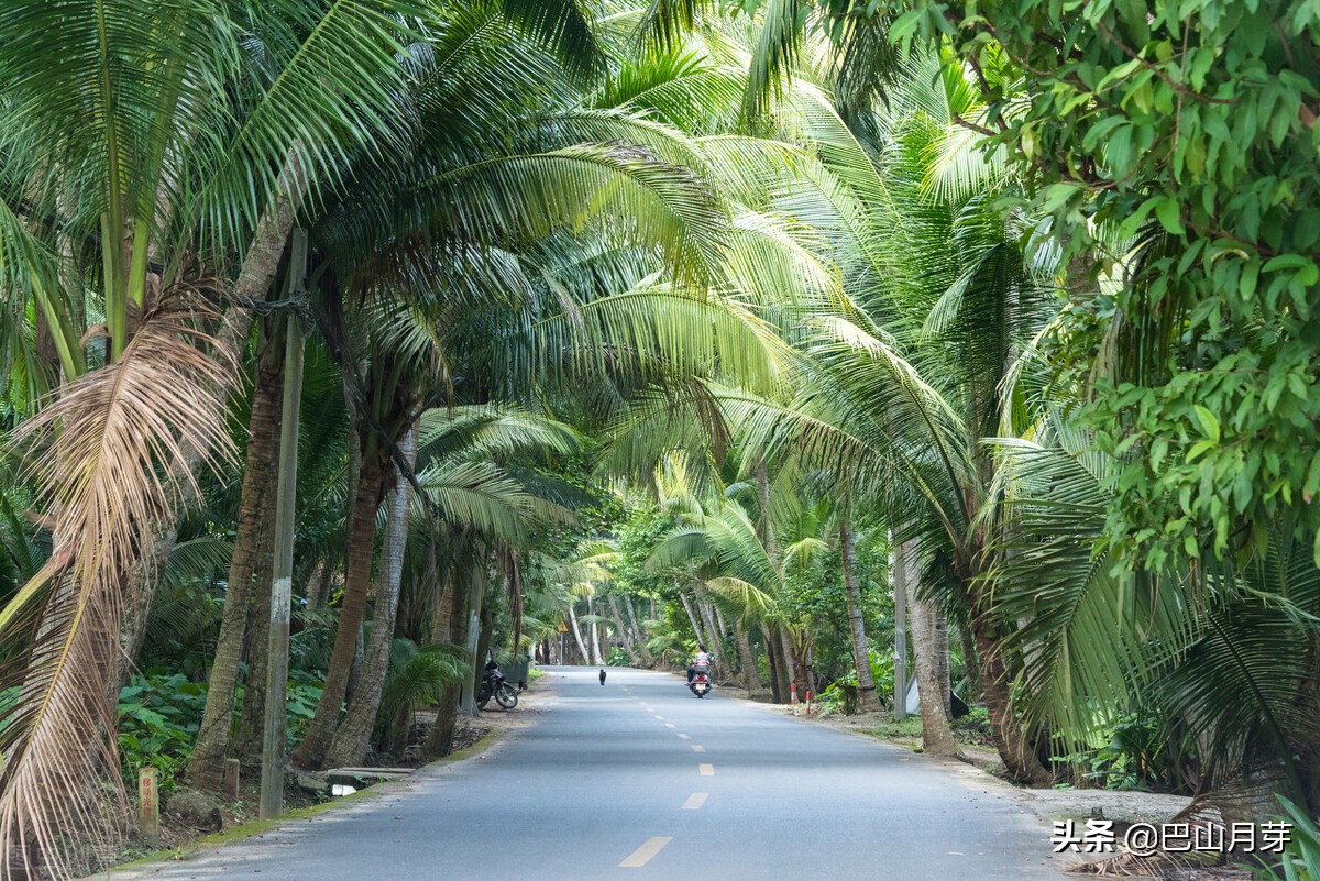 文昌东郊椰林,散文椰子树