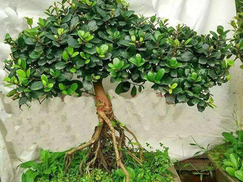 蚊母盆景几月修剪,三峡蚊母盆景修剪图解