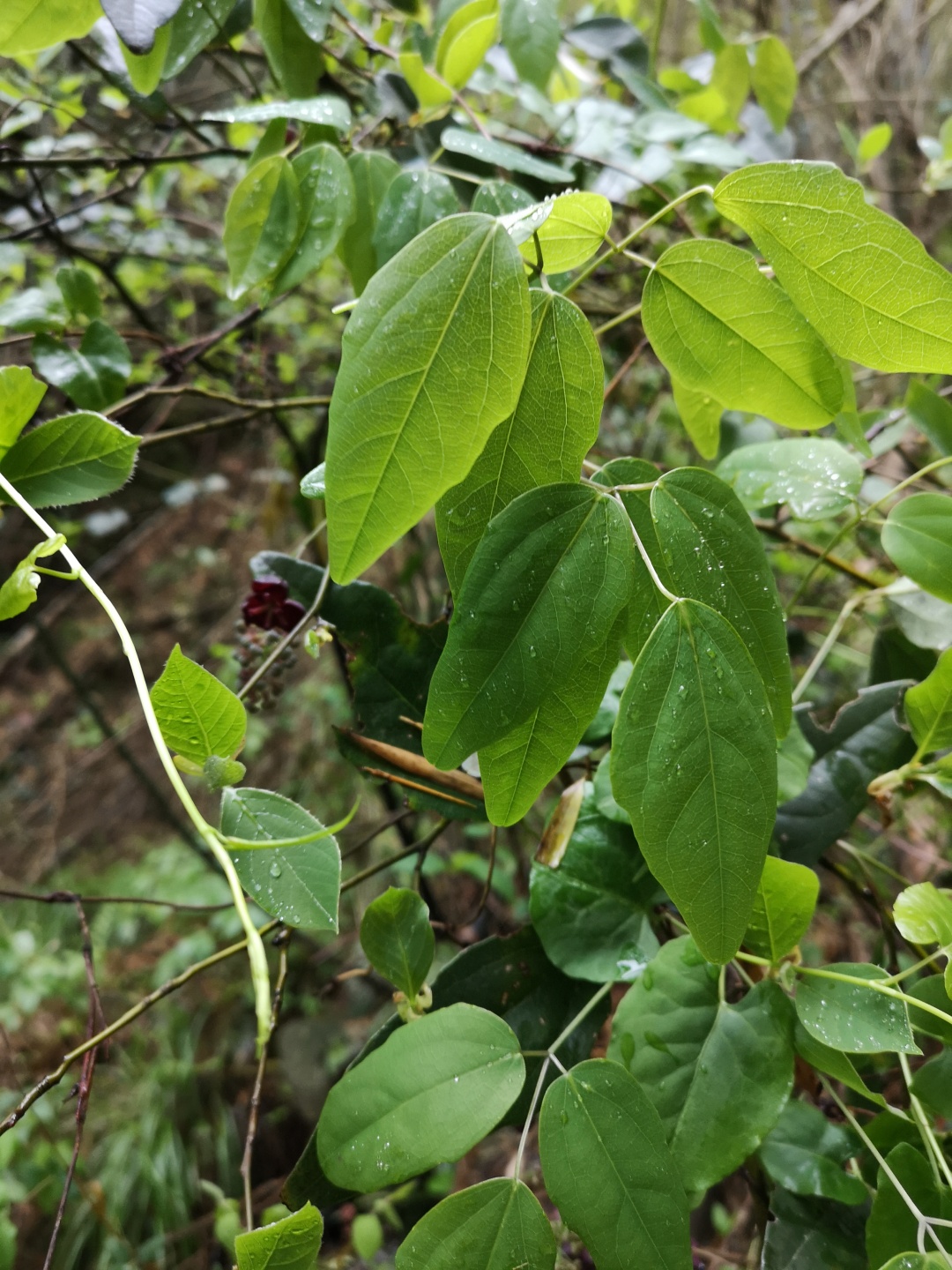 竹林深处探宝——只为了那一棵黄精