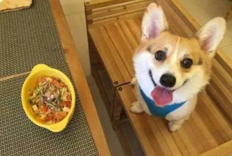 小狗挑食严重怎么办,小狗挑食怎么写作文