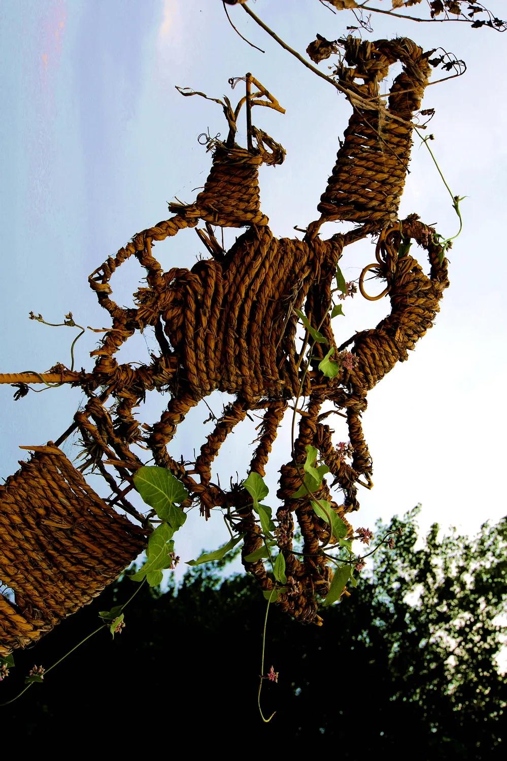 津门网金熙男:最美的稻田