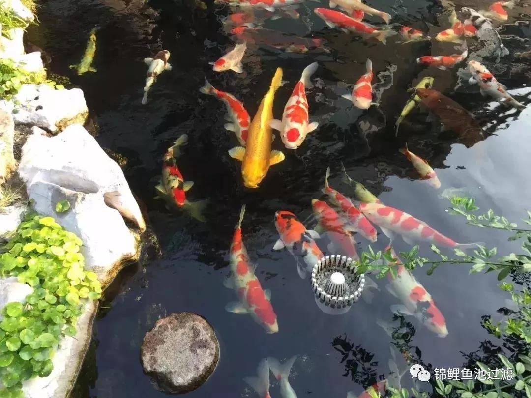 锦鲤急游擦缸怎么办,锦鲤缸水面起泡怎么办