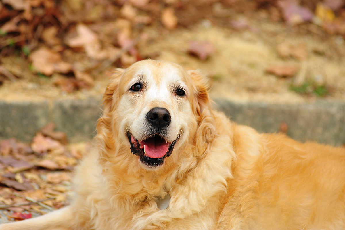 选金毛要选活泼的还是温顺的,选金毛怎么选