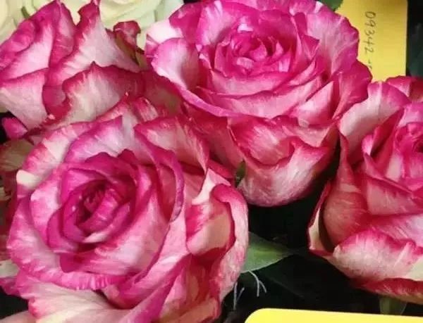 不同玫瑰的颜色代表的花语,不同颜色的玫瑰代表的花语是什么