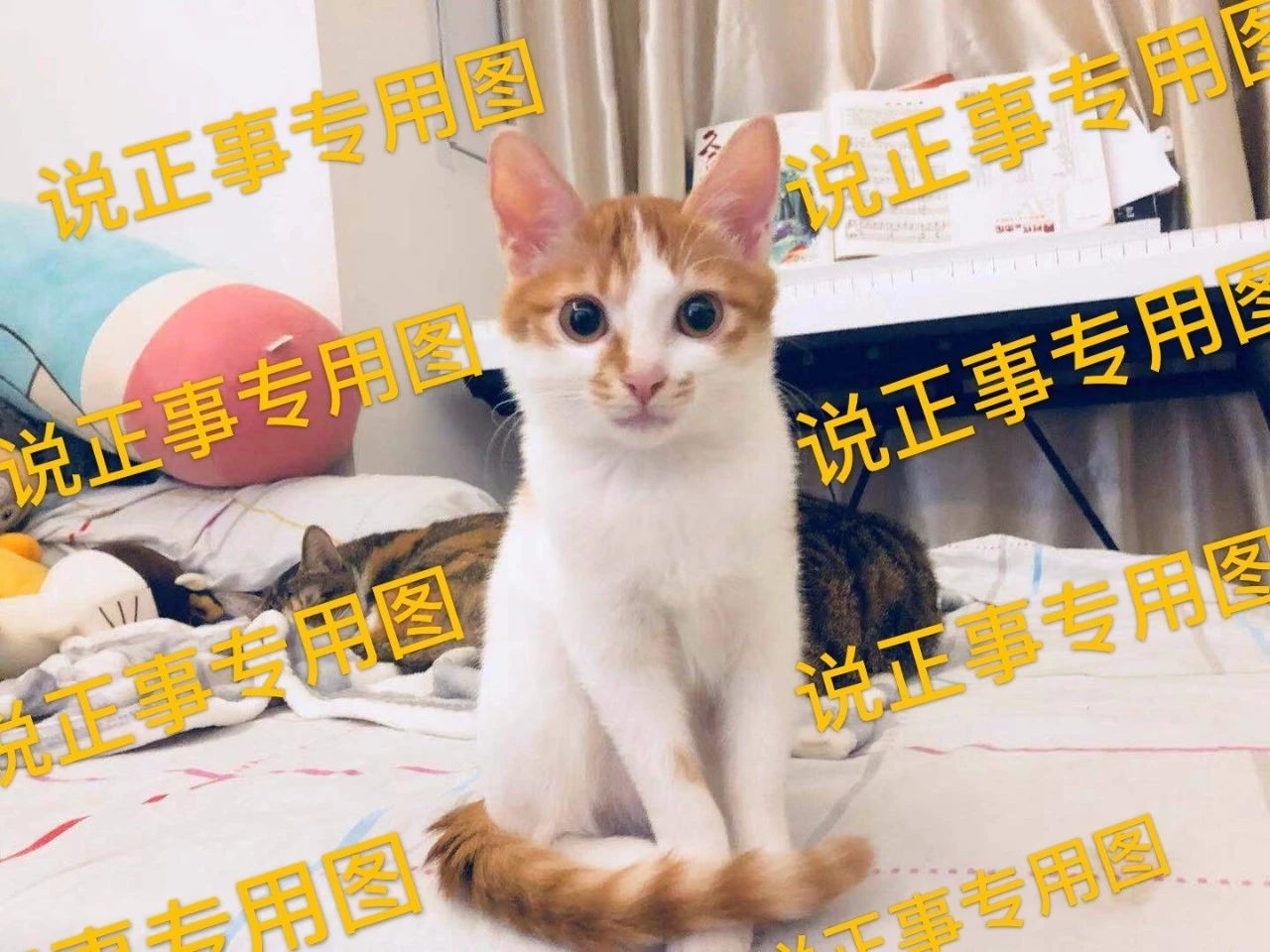 小奶猫是喝羊奶还是喝牛奶,布偶奶猫不吃猫粮只喝羊奶怎么办