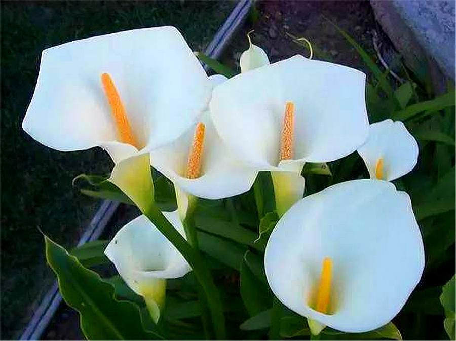 马蹄莲的养护方法快速开花,马蹄莲如何养护开花多