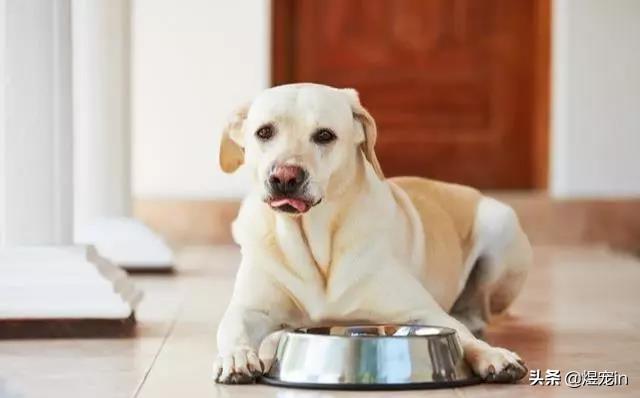 狗狗的鼻子褪色怎么办？一定要预防