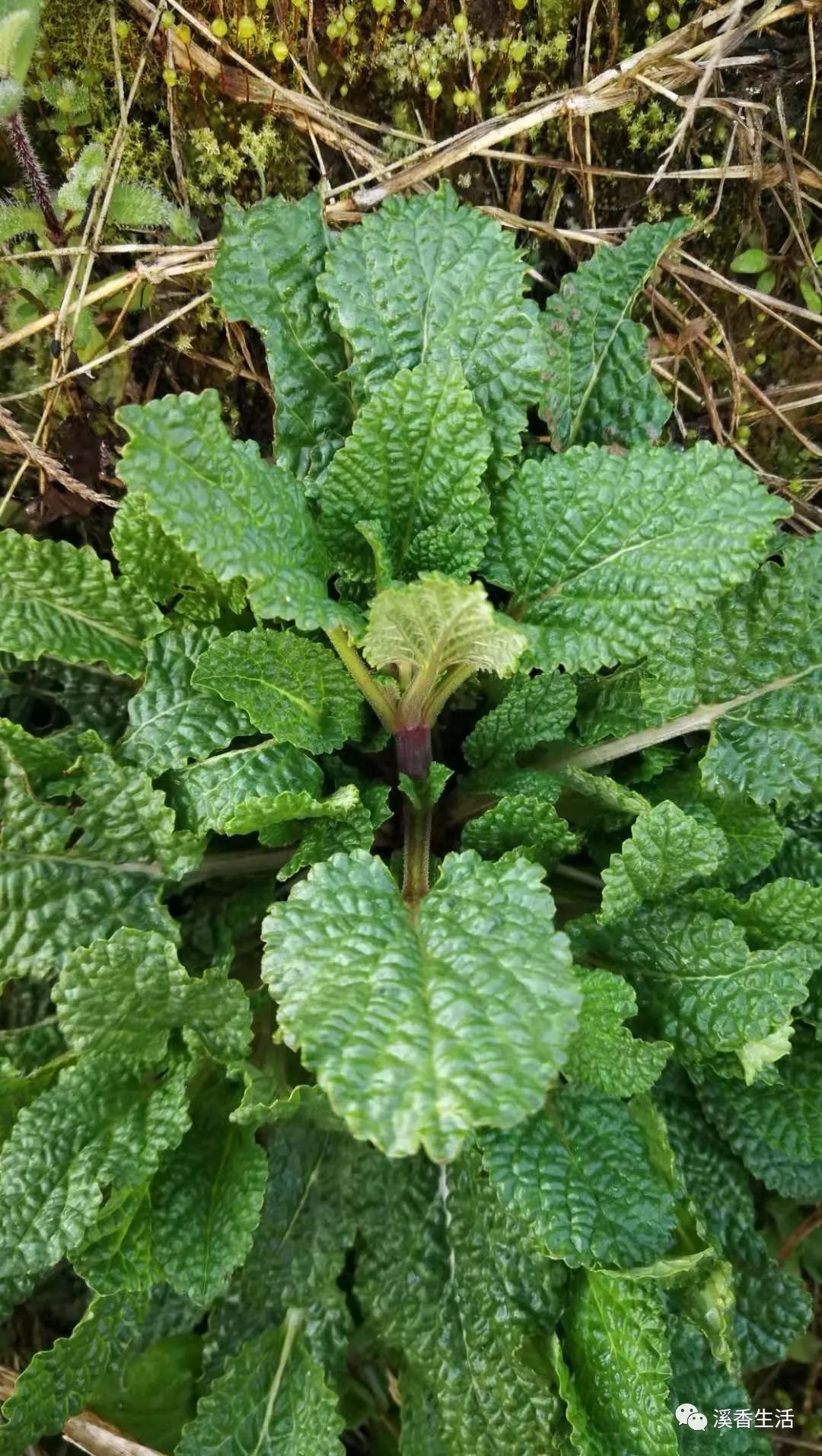 西溪南古村落惬意慢生活,徽州西溪南生活
