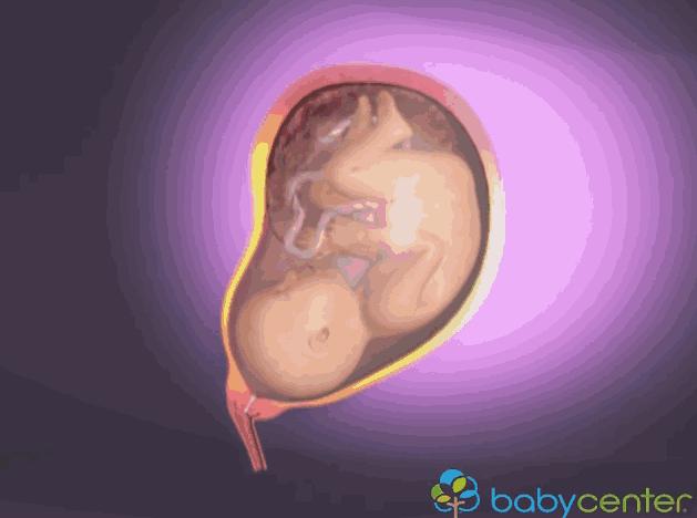 胎儿离开母体可以存活多久,胎儿脱离的瞬间