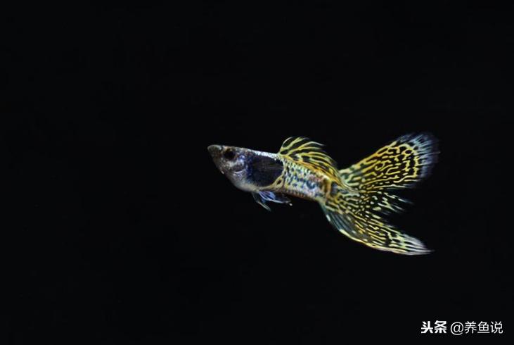 孔雀鱼饲养与预防鱼病,孔雀鱼繁殖时需要注意什么