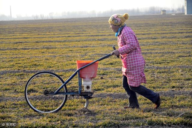 年后小麦追肥后不浇水能行吗,为什么现在追肥都不想用尿素了