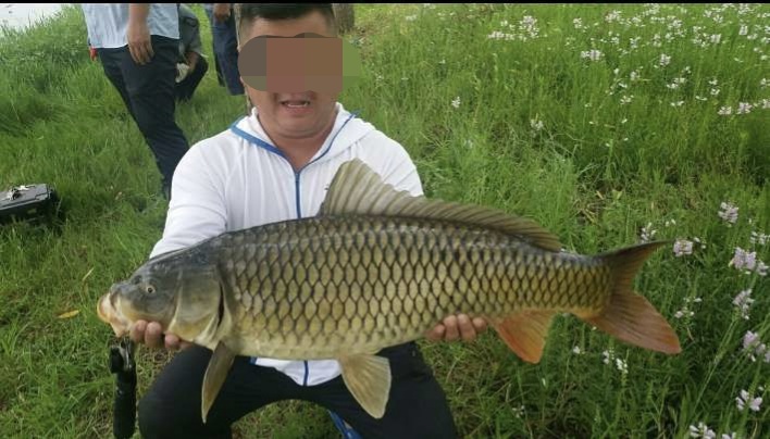 1.5号尼龙通线遛鱼6小时！巨鲤上岸的背后，明白前打竿的野钓优势