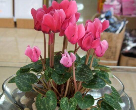 仙客来烂根怎么办,仙客来烂根处理方法