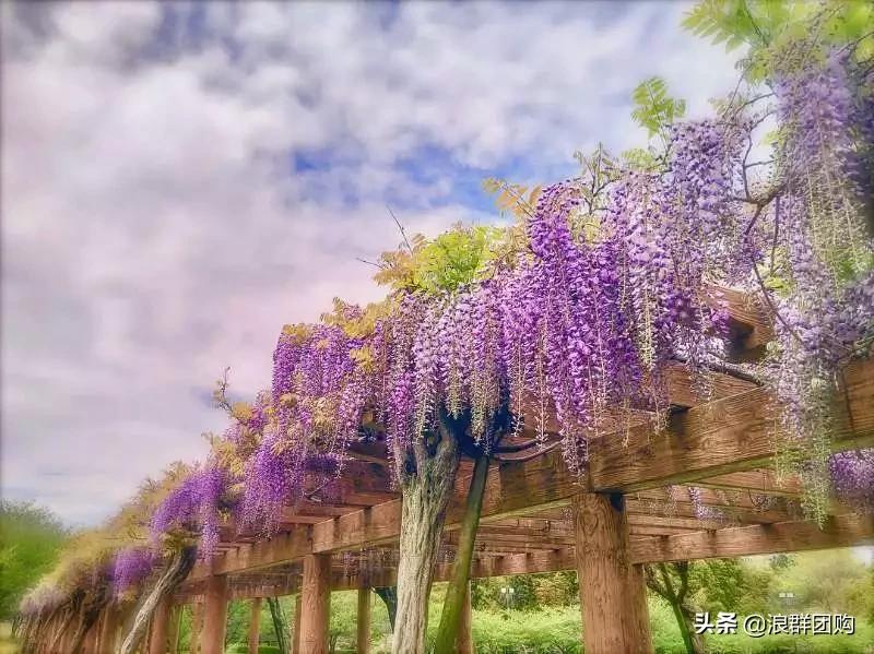 中式庭院藤类植物,枫树和紫藤