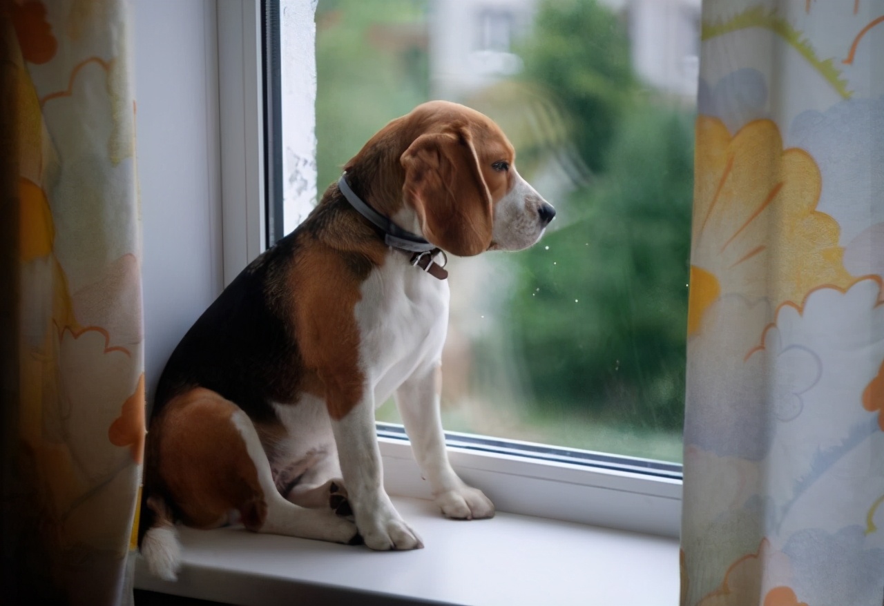 戈赞宠物,戈赞养宠物视频大全