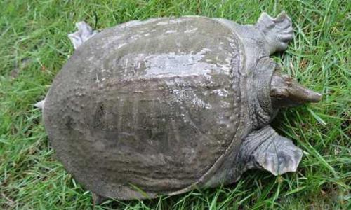 养殖甲鱼技术与经验,养殖甲鱼的技巧和方法视频