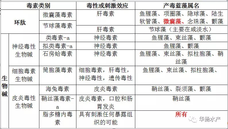 蓝藻水华介绍,蓝藻水华功效与作用