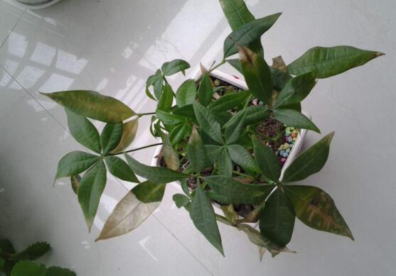 发财树叶片有斑点是什么病,发财树叶子变黄有黑点怎么回事