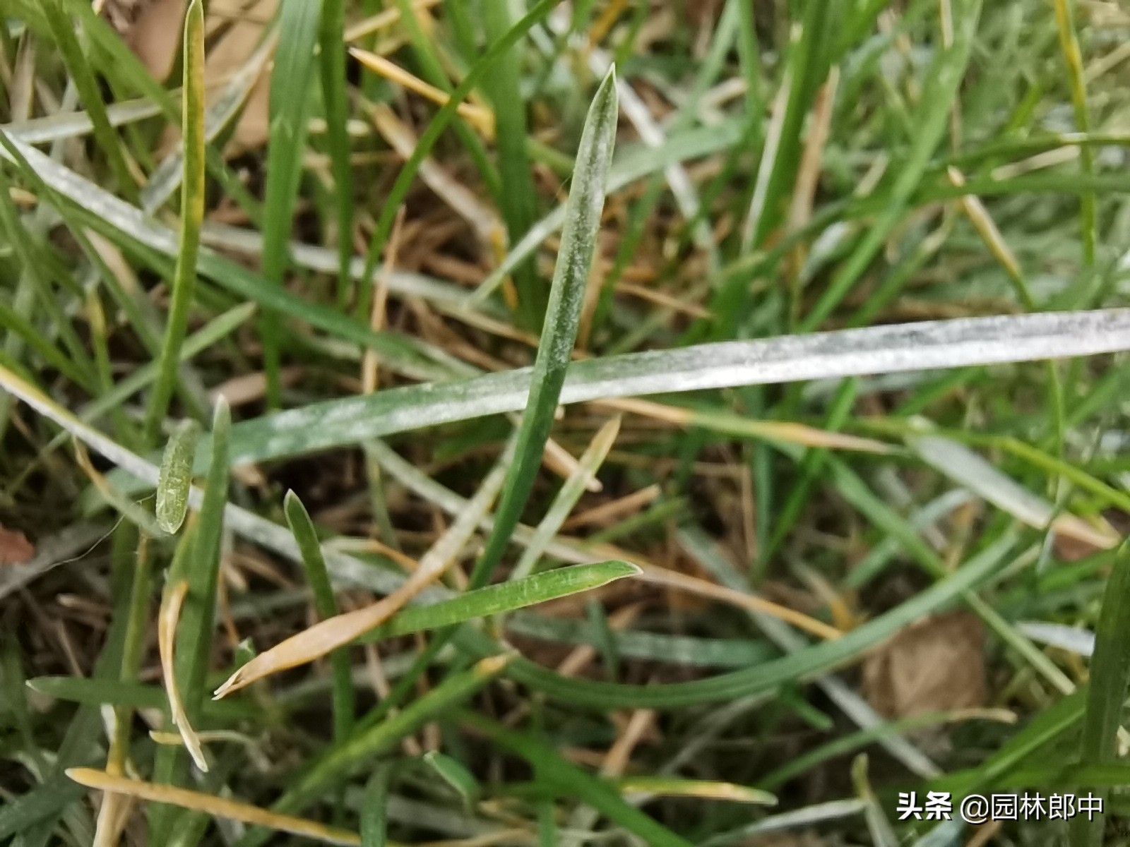 夏季草坪发黄发枯怎么救活,草坪出现黄粉病怎么治