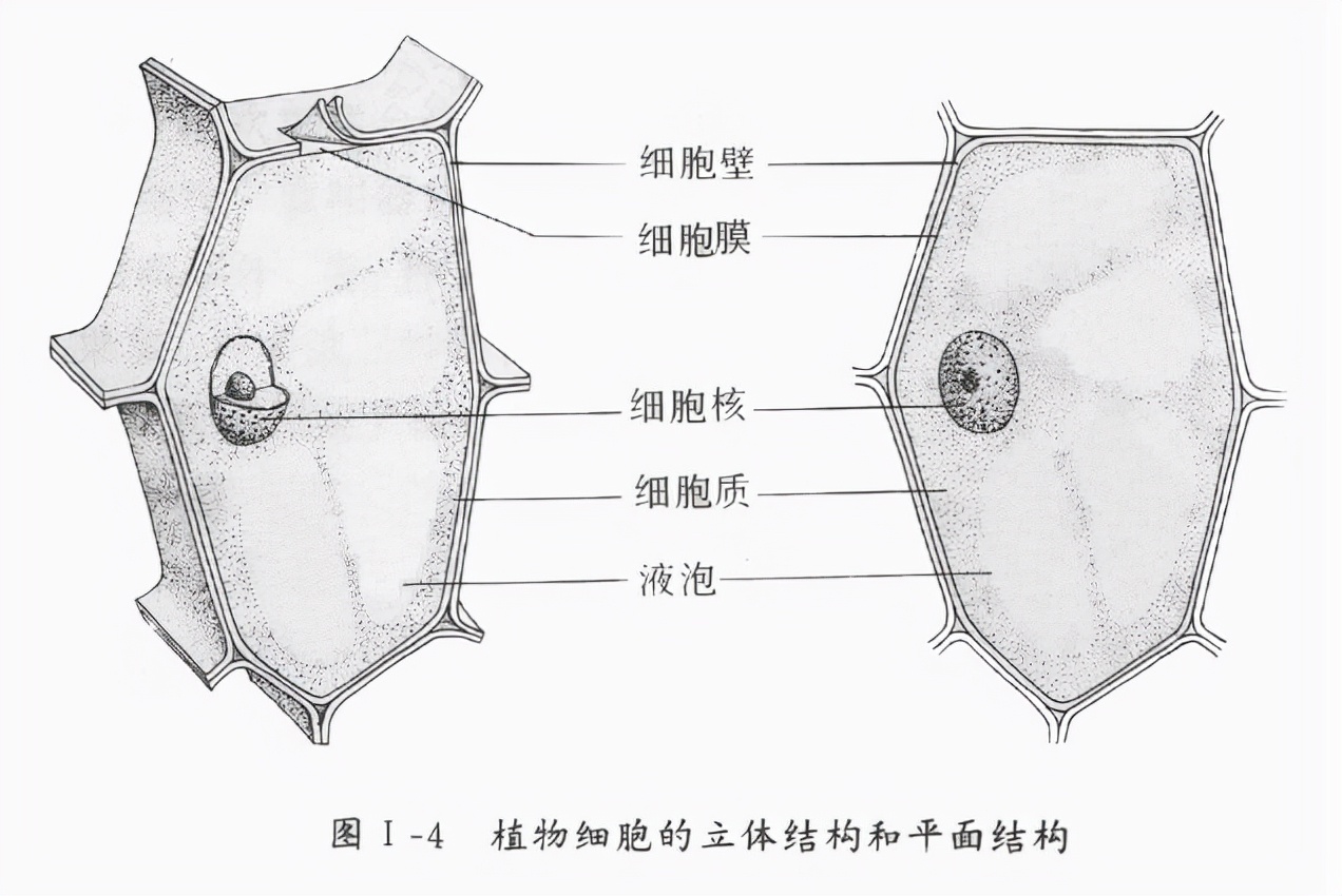 济南版初中生物中考知识点总复习,初中生物八年级上册知识点总复习