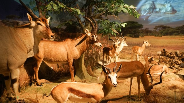 深圳适合小朋友好玩的地方推荐,深圳十个值得带孩子玩的地方